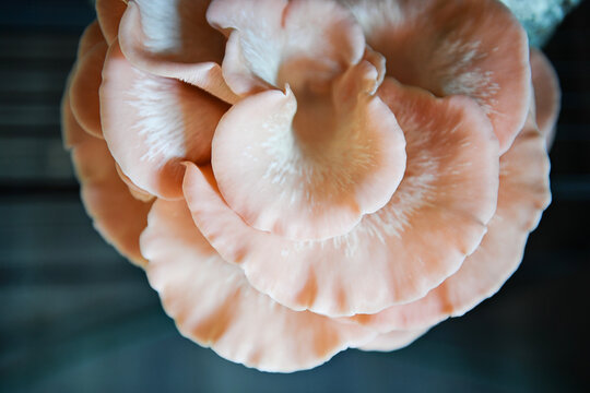 Top view of pink oyster mushroom cluster on shelf