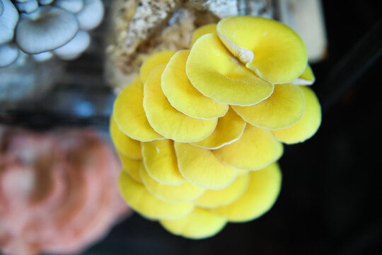 Yellow oyster mushrooms growing in dense vertical cluster
