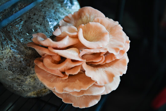 Pink oyster mushrooms growing from a mycelium grow bag