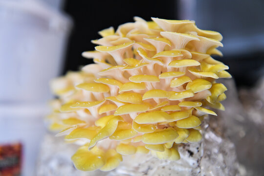 Fresh yellow oyster mushrooms growing in tight clusters on a gro
