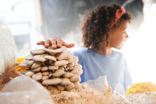 Child touching oyster mushroom cluster in grow room
