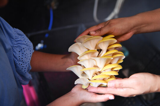 Hands holding golden oyster mushrooms in Central Florida