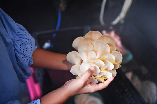 Child holding golden oyster mushrooms showing detailed gills