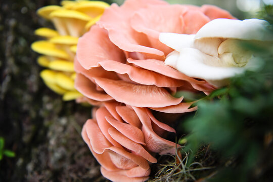 Pink, white, and golden oyster mushrooms on tree in Florida