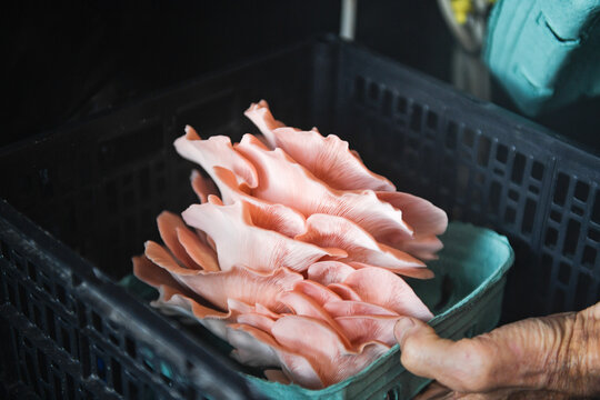 A vibrant bundle of freshly harvested pink oyster mushrooms (Ple