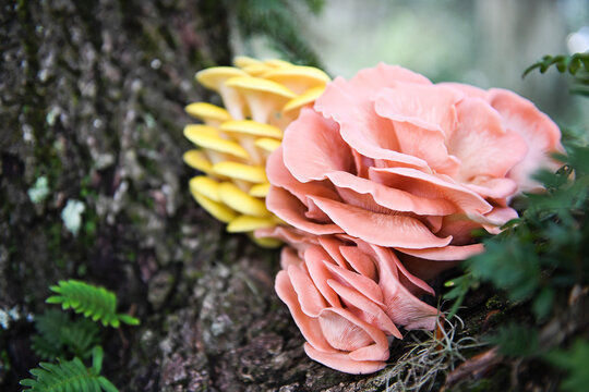 Pink and golden oyster mushrooms growing on tree in Florida
