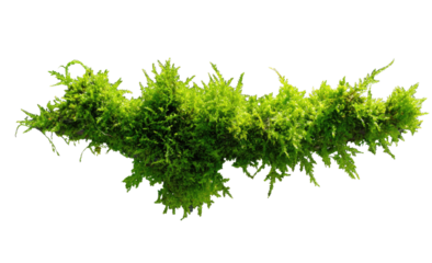 Close-up of a vibrant, light-green moss cluster, exhibiting a textured, interwoven appearance