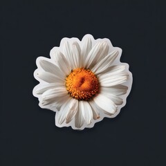 Daisy sticker is a closeup of a white daisy flower with a yellow-orange center against a dark gray background. The sticker has a white border