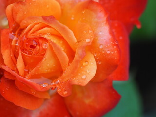 四季咲きのバラ　フリュイテ