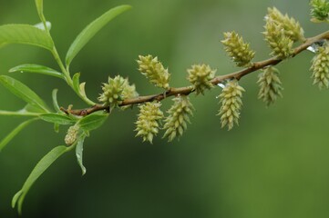 Salix subfragilis, called Seonbeodeul in Korea, is a deciduous willow tree known for its easily broken branches. It grows near rivers and wetlands, valued for ecology and landscaping.