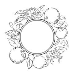 Orange Branch with Flowers, Fruits and Leaves Outline Round Frame. Organic natural nutritional healthy food ingredient, vegetarian diet product. Vector isolated for design or decoration.