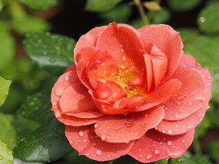 四季咲きのバラ　ホットチョコレート