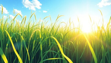 lush green grass under bright sunlit sky in the daytime