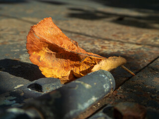 Dried Autumn Leaf on a Rusty Surface.
