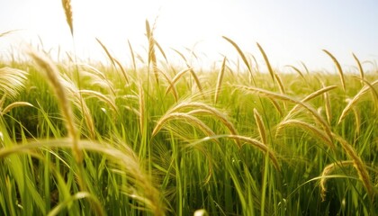 Lush Green Rice Field Bathed in Sunlight During Daytime