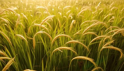 Lush green rice field under golden sunlight in serene landscape