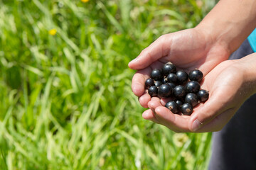 A handful of ripe black currants in a child's hand