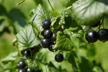 Ripe blackcurrant berries on a bush