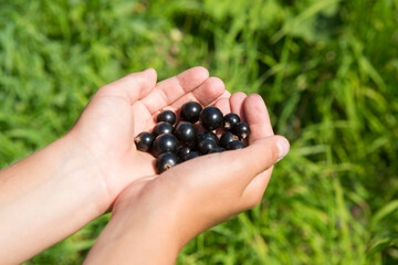 A handful of ripe black currants in a child's hand
