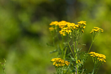 Tansy in a meadow on a sunny day