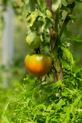 A large tomato is ripening on a branch, close-up. Blurred background