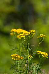 Yellow tansy flower heads, blurred background
