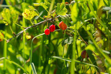 Red gooseberries on a bush