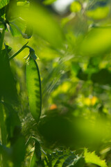 Unripe pea pods in the garden