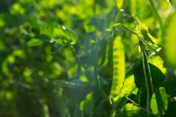 Peas are ripening in the garden. 