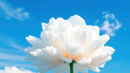 Majestic White Cloud Blooming Against Blue Sky