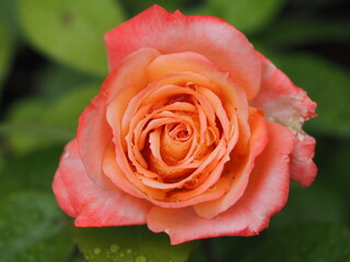 四季咲きのバラ　王朝