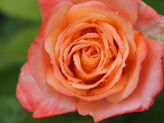 四季咲きのバラ　王朝