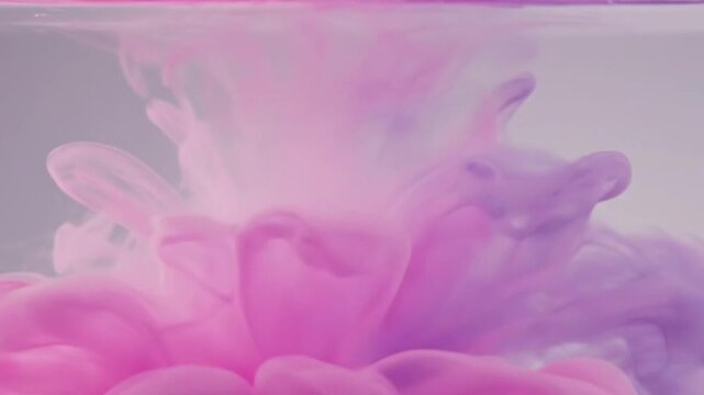 pink and white rose