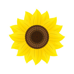 Sunflower. Color vector illustration. Isolated on white background.	
