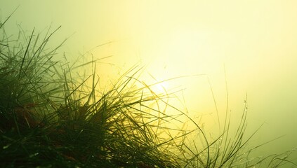 Obraz premium Lush green grass blades, bathed in soft, golden sunlight filtering through a misty atmosphere, creates a serene and peaceful scene.