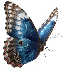 An upward angled shot of a striking butterfly showcasing its deep blue wings with a row of black and white spots along the outer edge