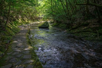 夏の岳切渓谷、森林と川の風景