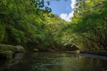 Obraz premium 夏の岳切渓谷、森林と川の風景