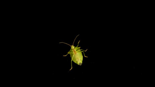 Green stink bug on black, diagonal view