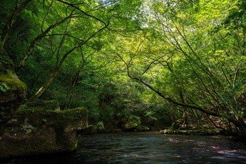 夏の岳切渓谷、森林と川の風景