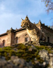 Lynx seated on a stone wall, sunlight