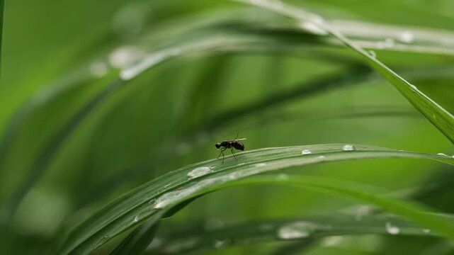 Diminutive fly wandering across verdant grass blades, glistening with crystalline water droplets, revealing intricate microcosmic natural beauty during tranquil morning moment