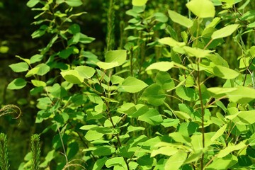 Populus davidiana, called Sasinamu in Korea, is a deciduous aspen tree. It is recognized for...