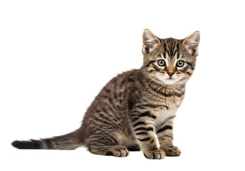 Obraz premium Adorable tabby kitten sitting and looking directly into the camera Isolated on transparent background