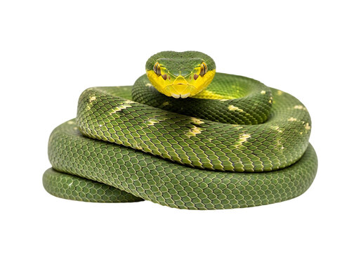 Close up portrait of a coiled vibrant green and yellow tree viper Isolated on transparent background