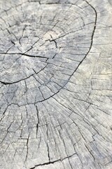 Fototapeta premium old wood texture