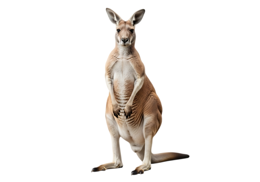Majestic red kangaroo standing proudly Isolated on transparent background