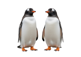 Two majestic gentoo penguins standing together Isolated on transparent background