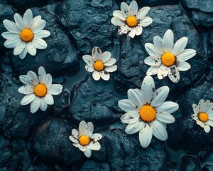 Obraz premium Delicate white daisies with bright yellow centers resting on dark wet stones revealing nature s imperfect beauty with mud stained petals