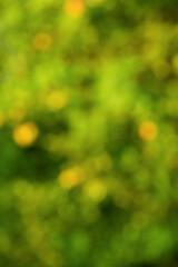 Obraz premium Defocused background green with yellow. Natural defocused lights.